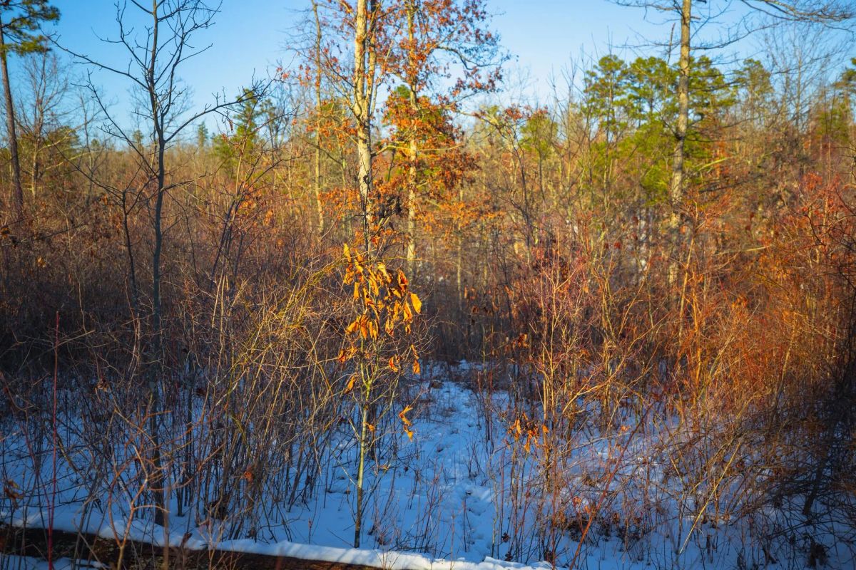 Decorative background for Sleepy Hollow Phase I Tract 36 image 12