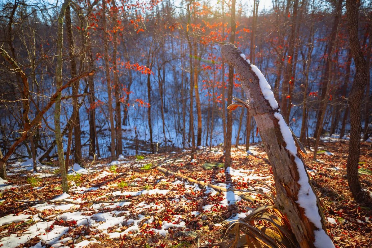 Decorative background for Sleepy Hollow Phase I Tract 36 image 19