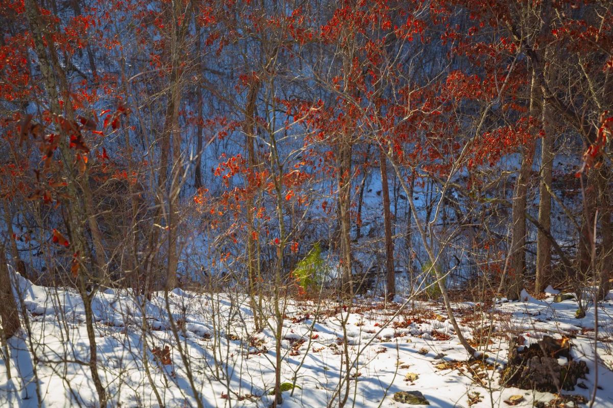 Decorative background for Sleepy Hollow Phase I Tract 36 image 21