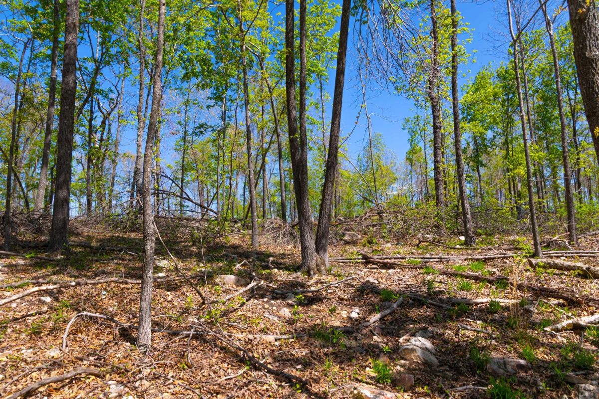 Lazybrook Tract 12 - Main image