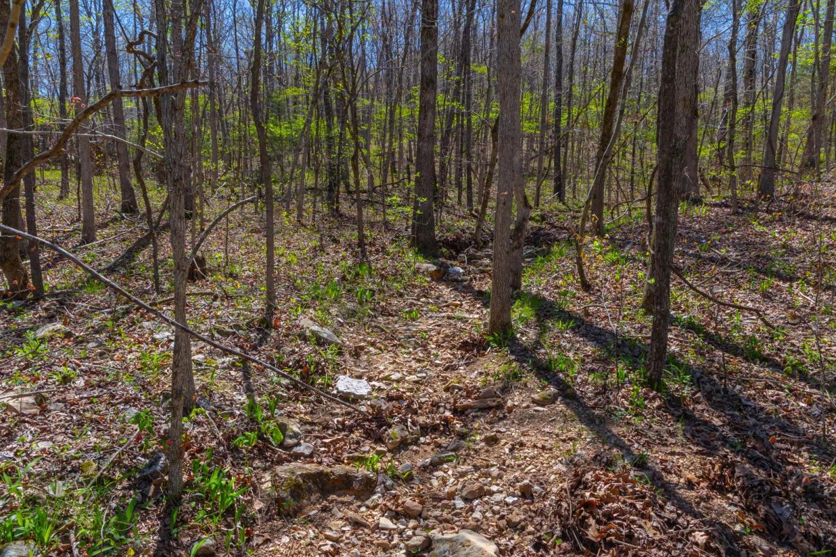 Decorative background for Lazybrook Tract 12 image 6