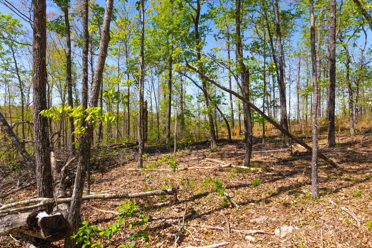Decorative background for Lazybrook Tract 12 image 7