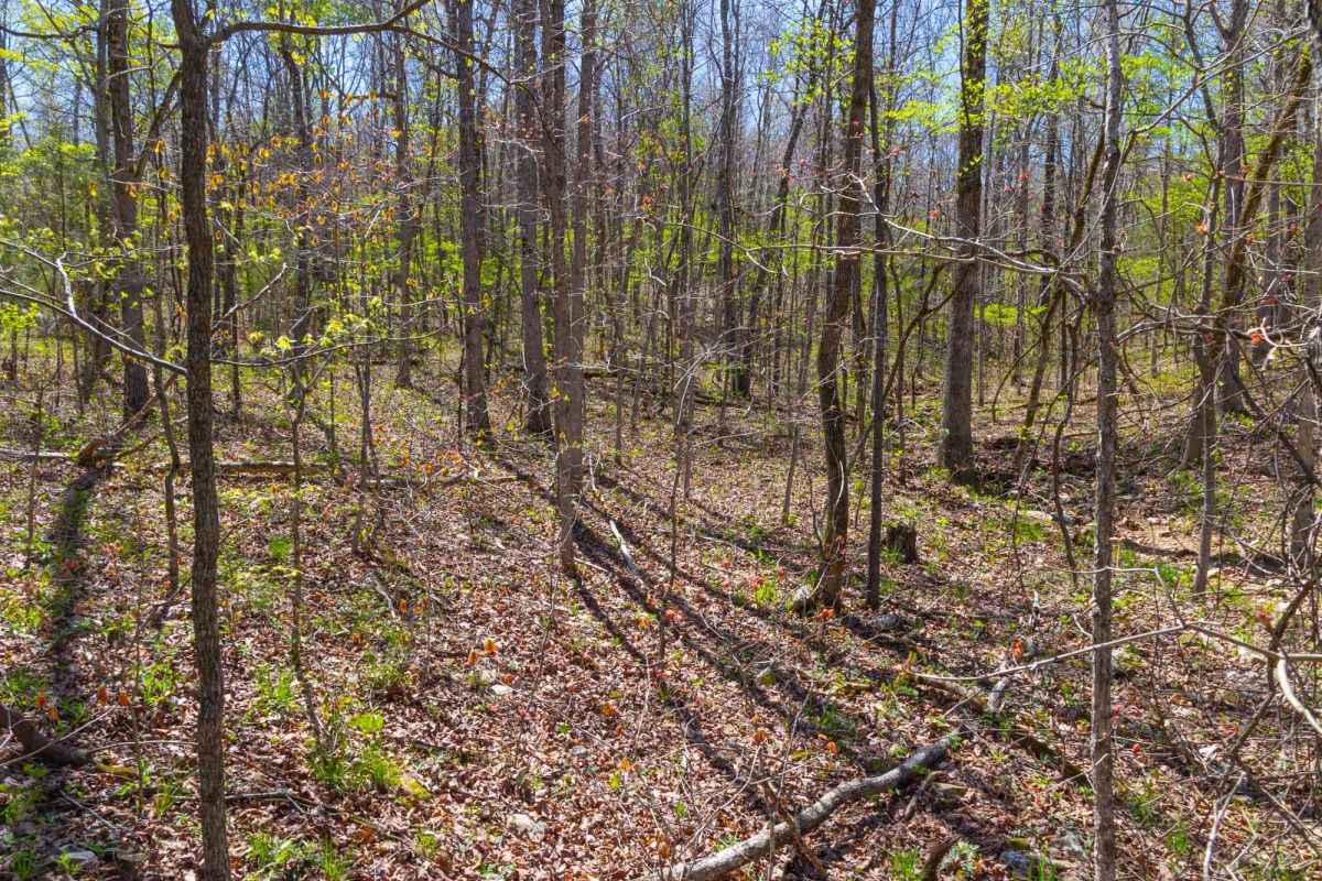 Decorative background for Lazybrook Tract 12 image 8