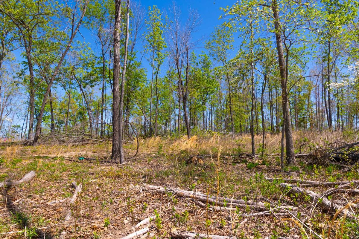 Decorative background for Lazybrook Tract 12 image 9