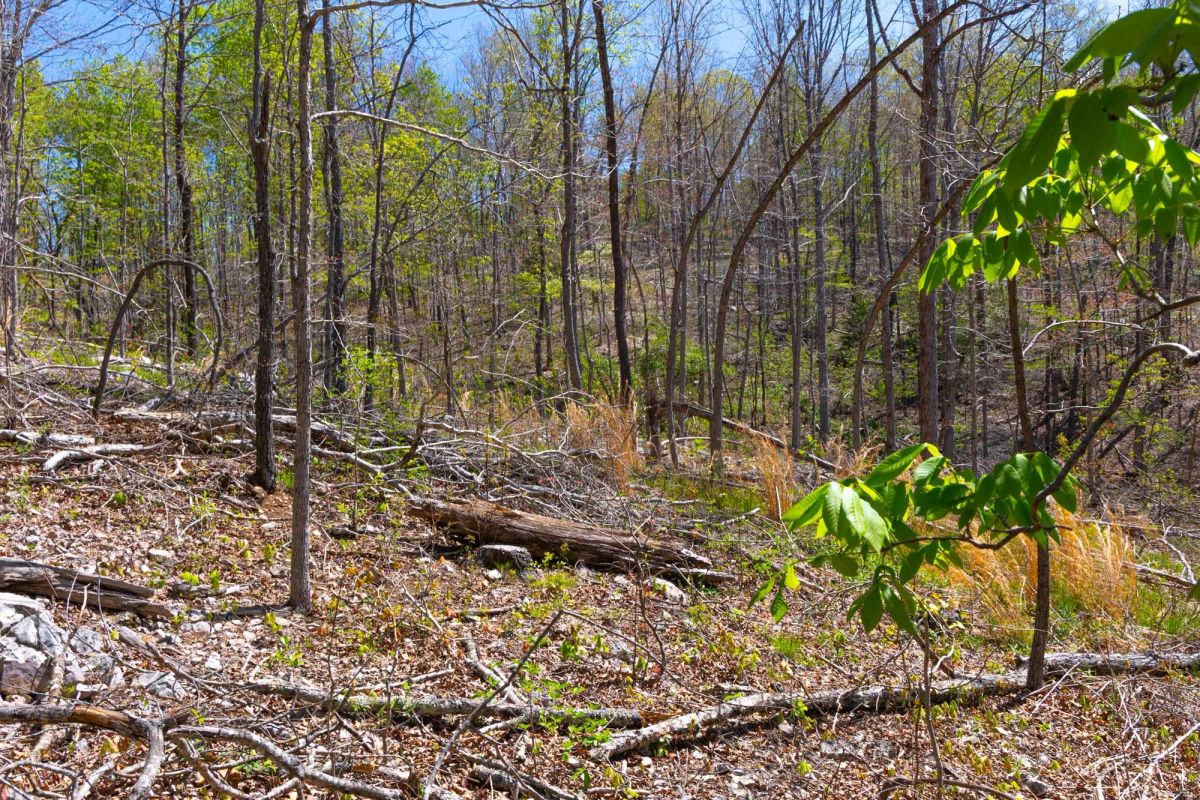Decorative background for Lazybrook Tract 12 image 10