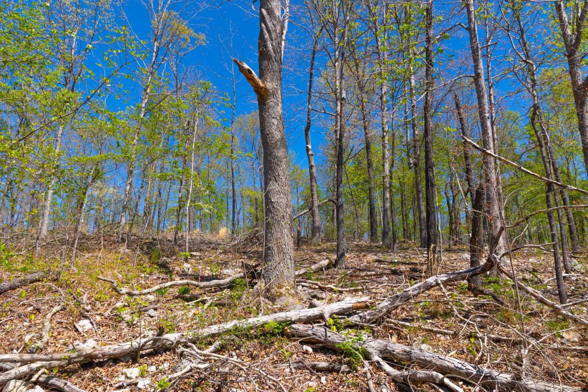Decorative background for Lazybrook Tract 12 image 11