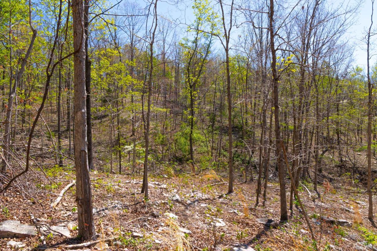 Decorative background for Lazybrook Tract 12 image 13