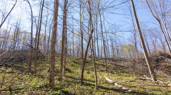 Creek Hollow Phase I Tract 43 in Rockcastle County, KY
