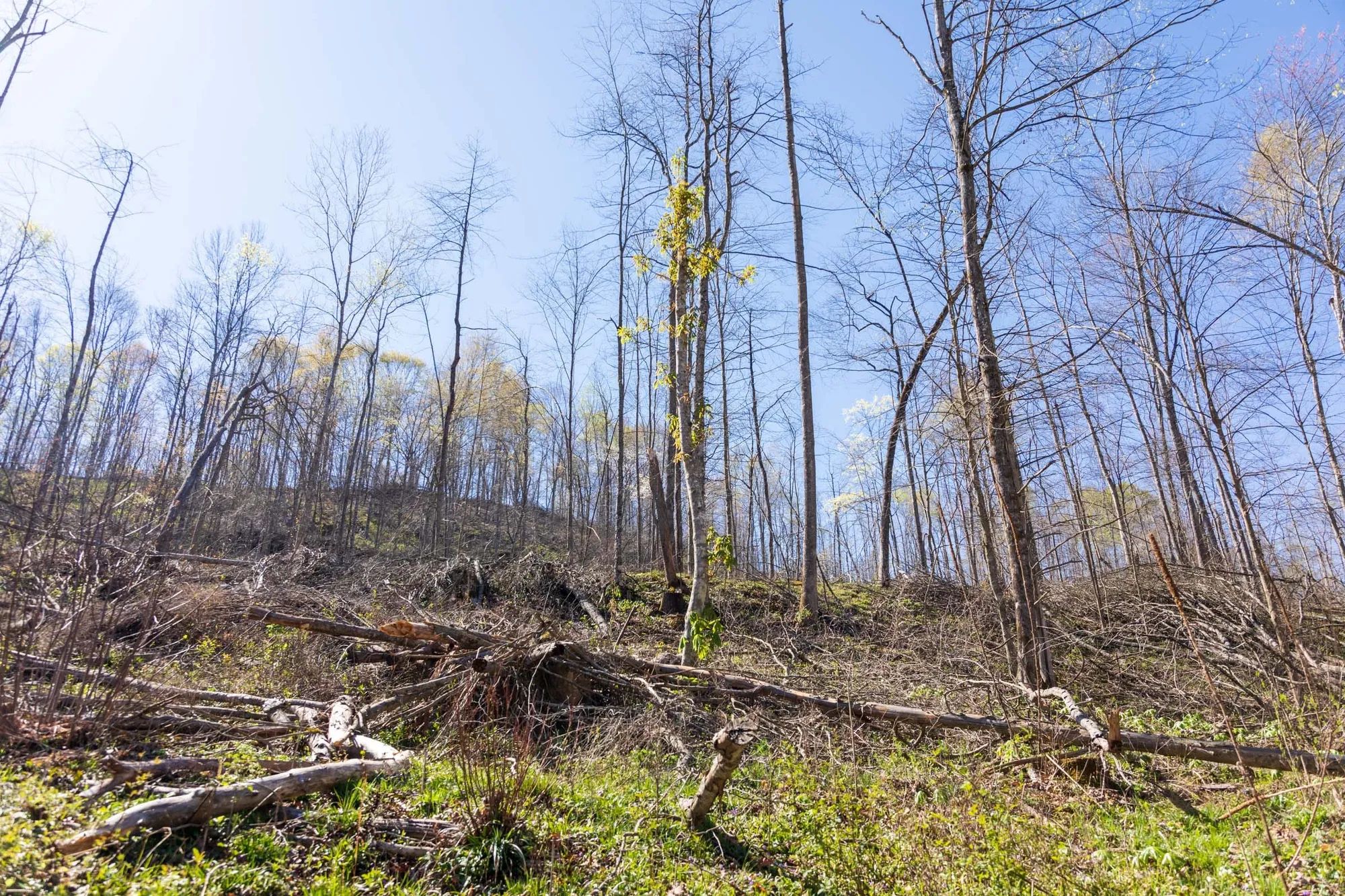 Creek Hollow Phase I Tract 43 in Rockcastle County, KY