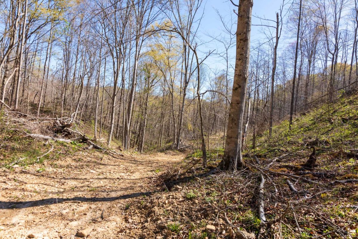 Decorative background for Creek Hollow Phase I Tract 43 image 5