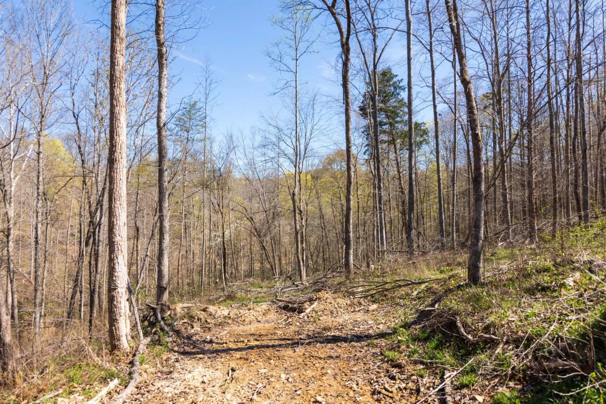 Decorative background for Creek Hollow Phase I Tract 43 image 6