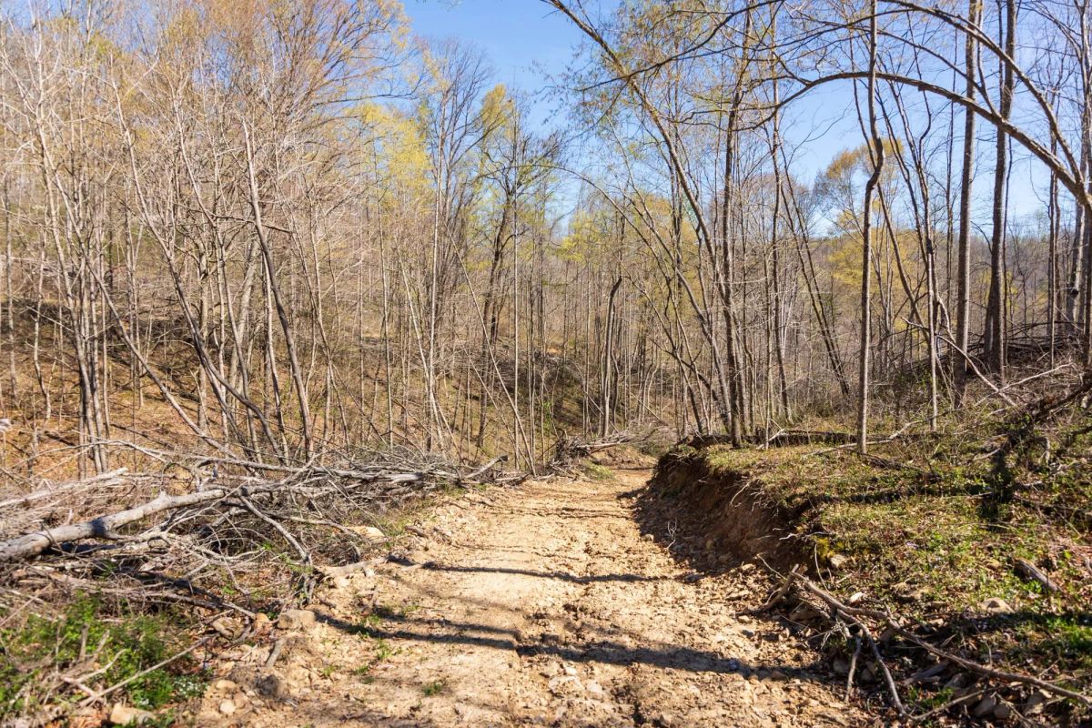 Decorative background for Creek Hollow Phase I Tract 43 image 7