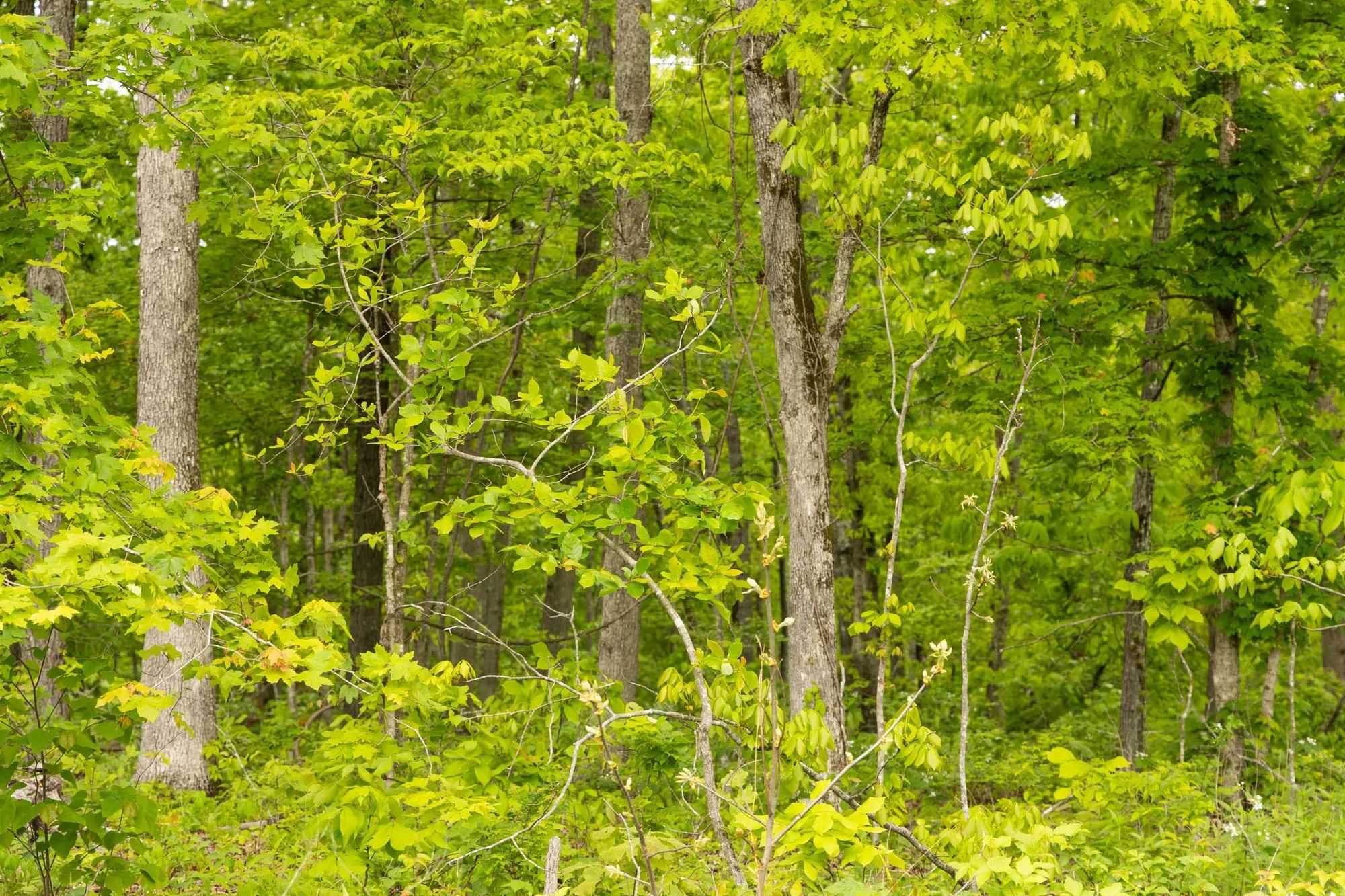 Stardust Estates Tract 34 in Reynolds County, MO