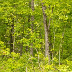 Stardust Estates Tract 34 in Reynolds County, MO