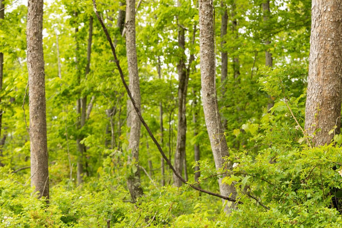 Decorative background for Stardust Estates Tract 34 image 5