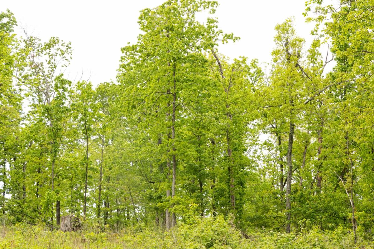Decorative background for Stardust Estates Tract 34 image 6