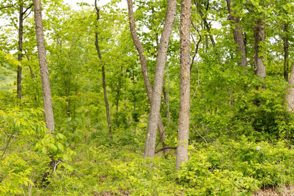 Decorative background for Stardust Estates Tract 34 image 8
