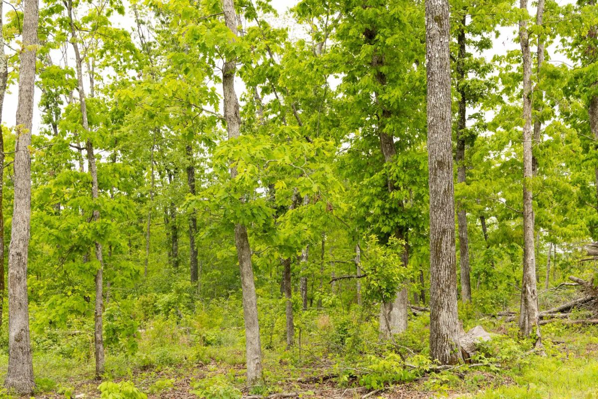 Decorative background for Stardust Estates Tract 34 image 9