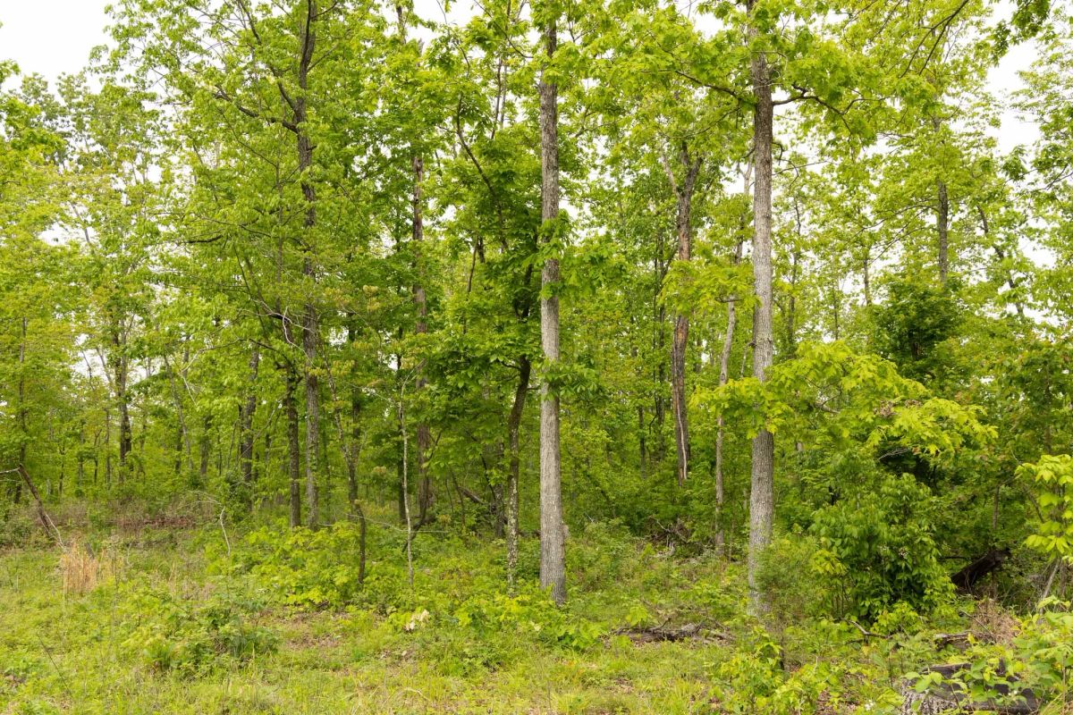 Decorative background for Stardust Estates Tract 34 image 10
