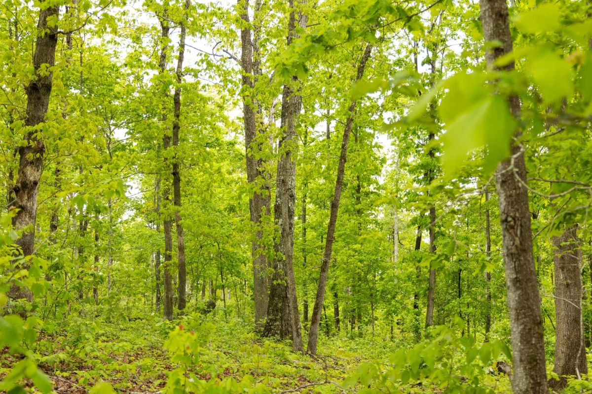 Decorative background for Stardust Estates Tract 34 image 11