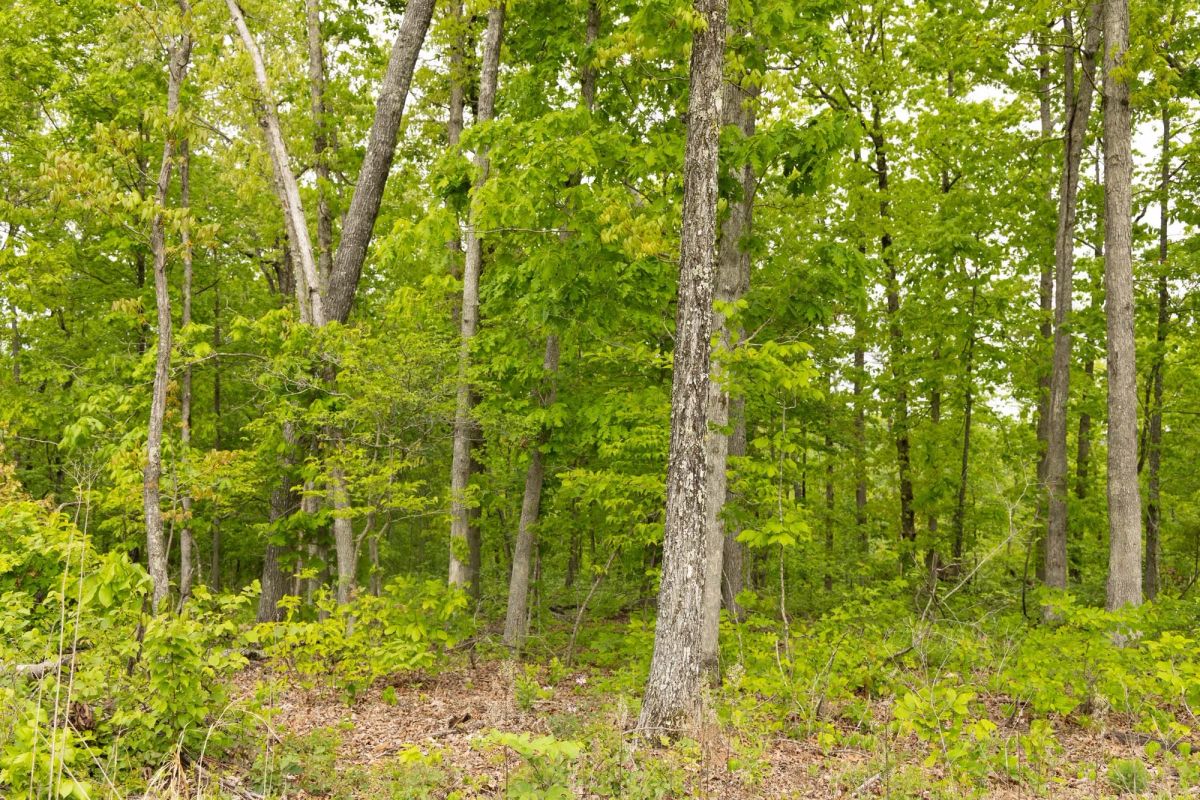 Decorative background for Stardust Estates Tract 34 image 13