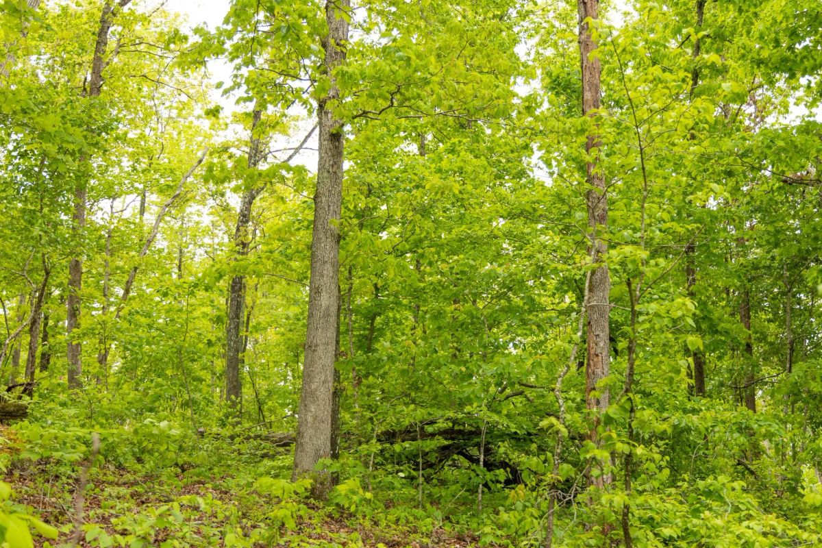 Decorative background for Stardust Estates Tract 34 image 14
