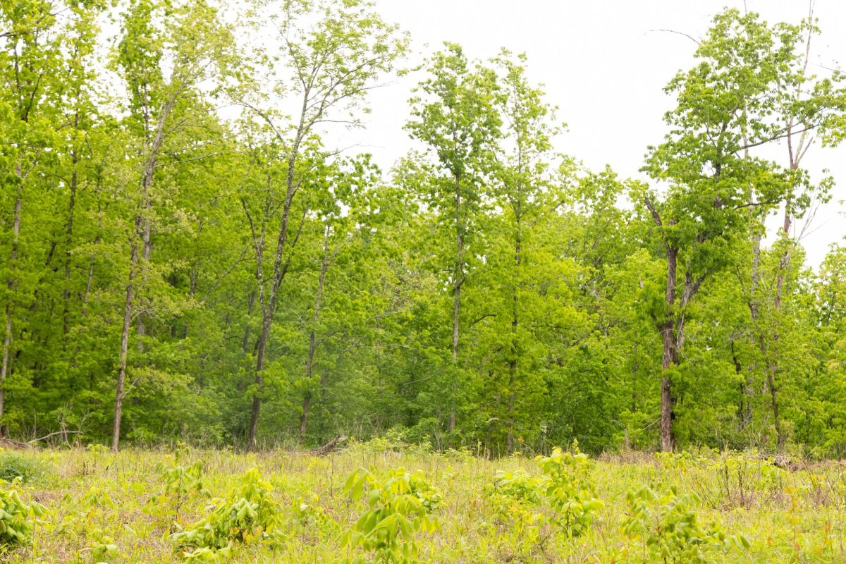 Decorative background for Stardust Estates Tract 34 image 15