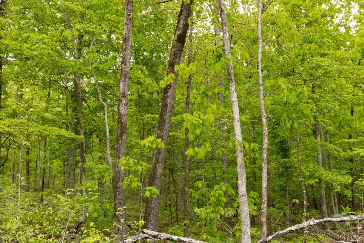Decorative background for Stardust Estates Tract 34 image 17