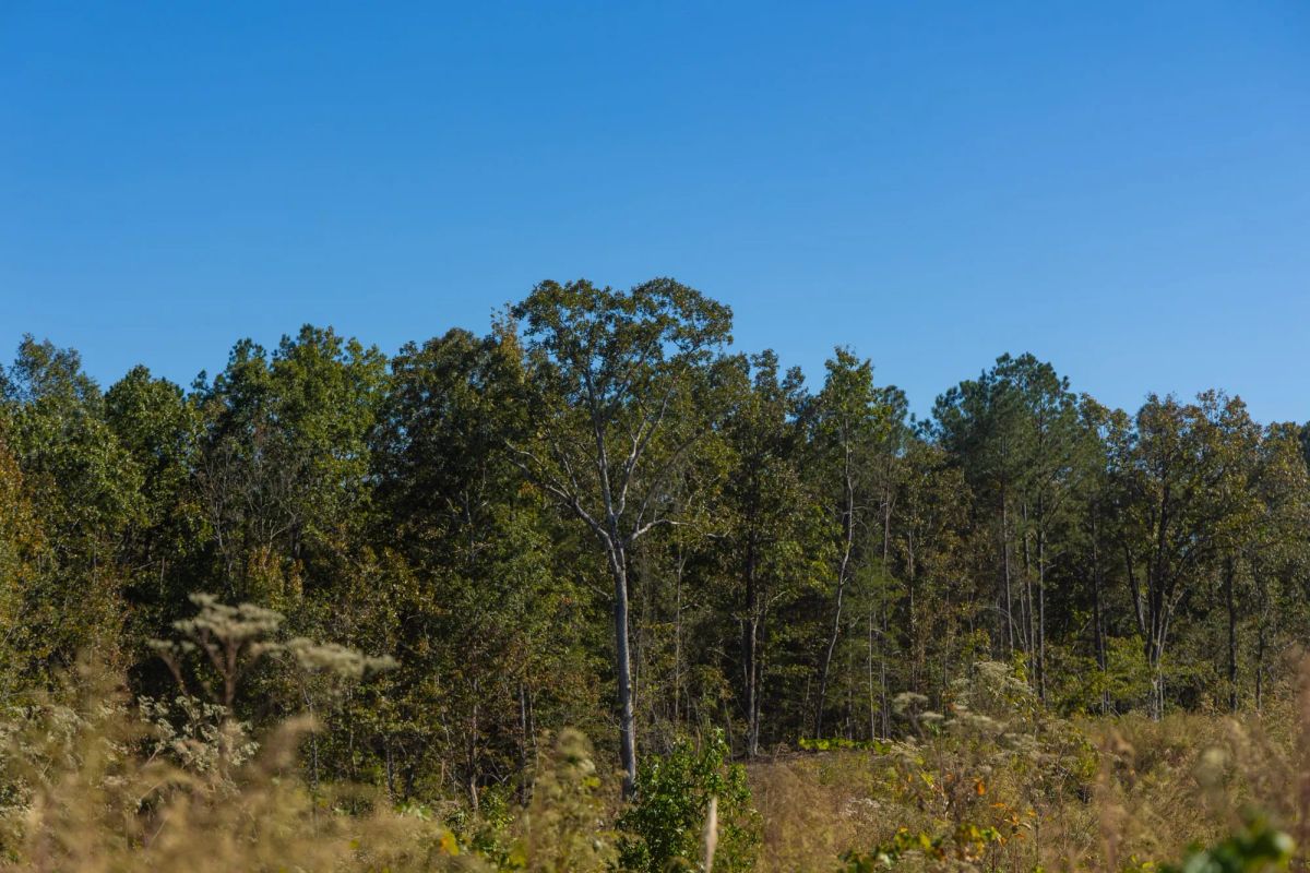 Meyer’s Ridge Tract 29 - Image 3