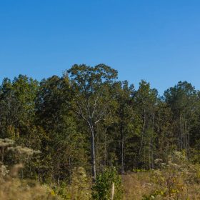 Meyer’s Ridge Tract 29 in Attala County, MS