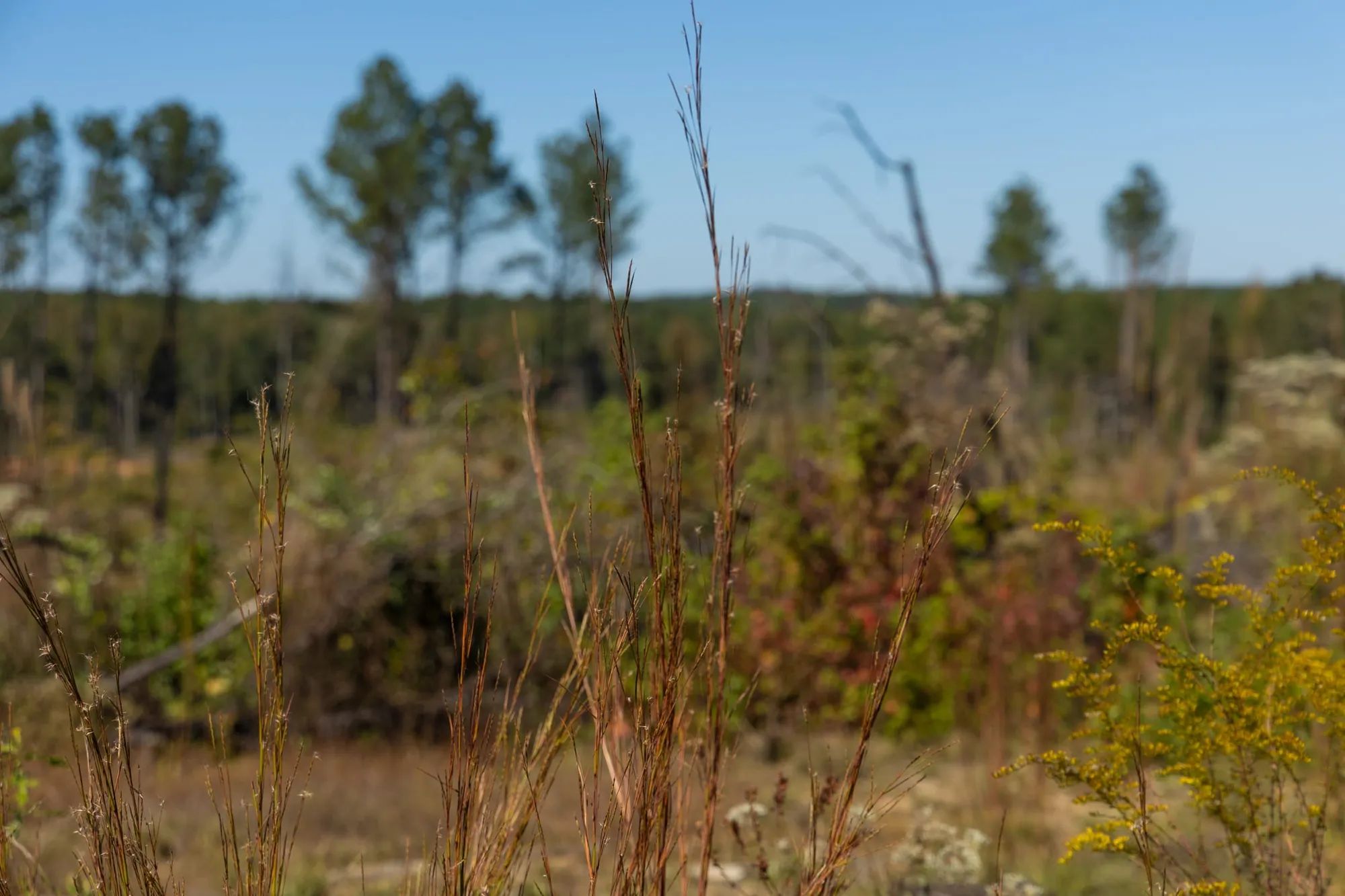 Meyer’s Ridge Tract 29 in Attala County, MS