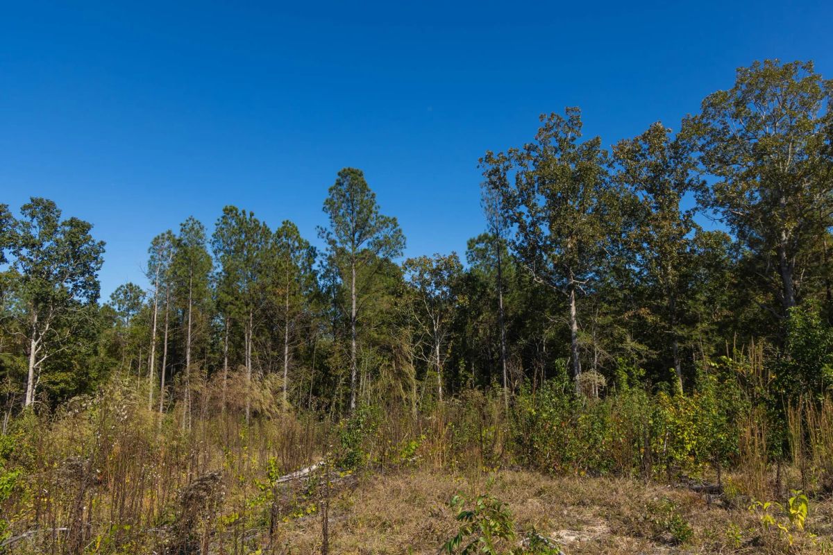 Decorative background for Meyer’s Ridge Tract 29 image 5