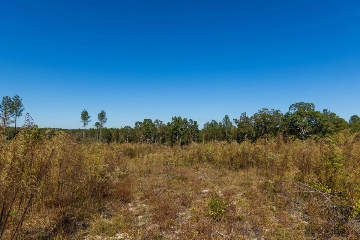 Decorative background for Meyer’s Ridge Tract 29 image 8