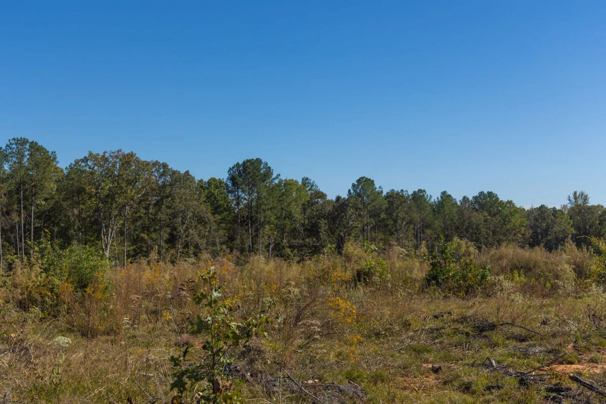 Decorative background for Meyer’s Ridge Tract 29 image 9