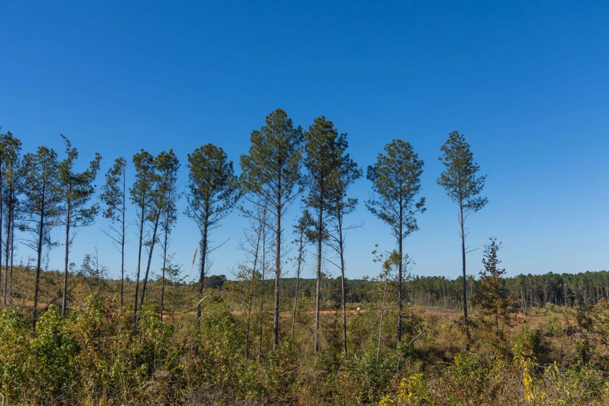 Decorative background for Meyer’s Ridge Tract 29 image 11