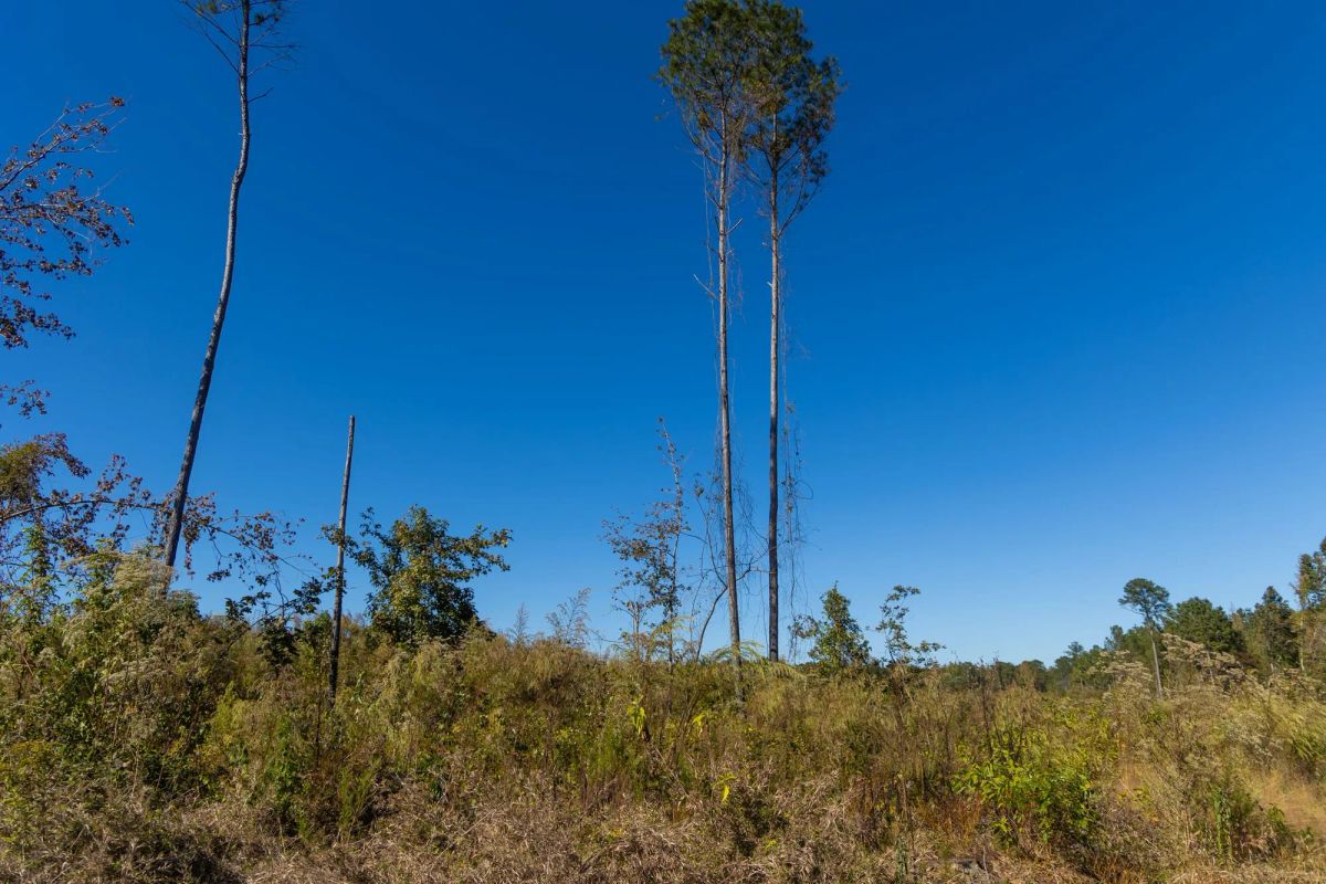 Decorative background for Meyer’s Ridge Tract 29 image 13