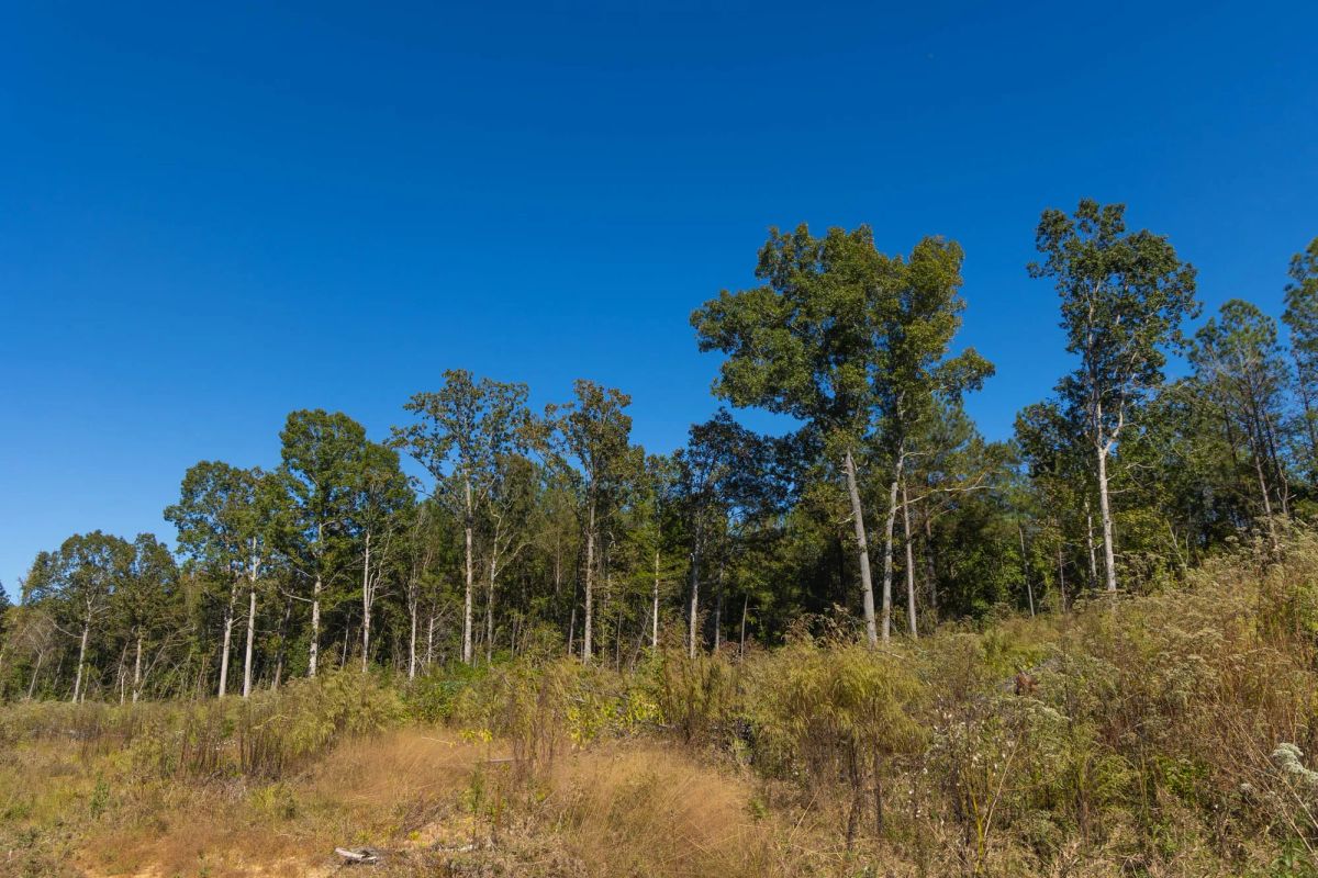 Decorative background for Meyer’s Ridge Tract 29 image 14