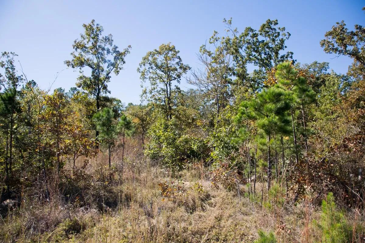 Decorative background for Stone Creek Phase I Tract 153 image 8