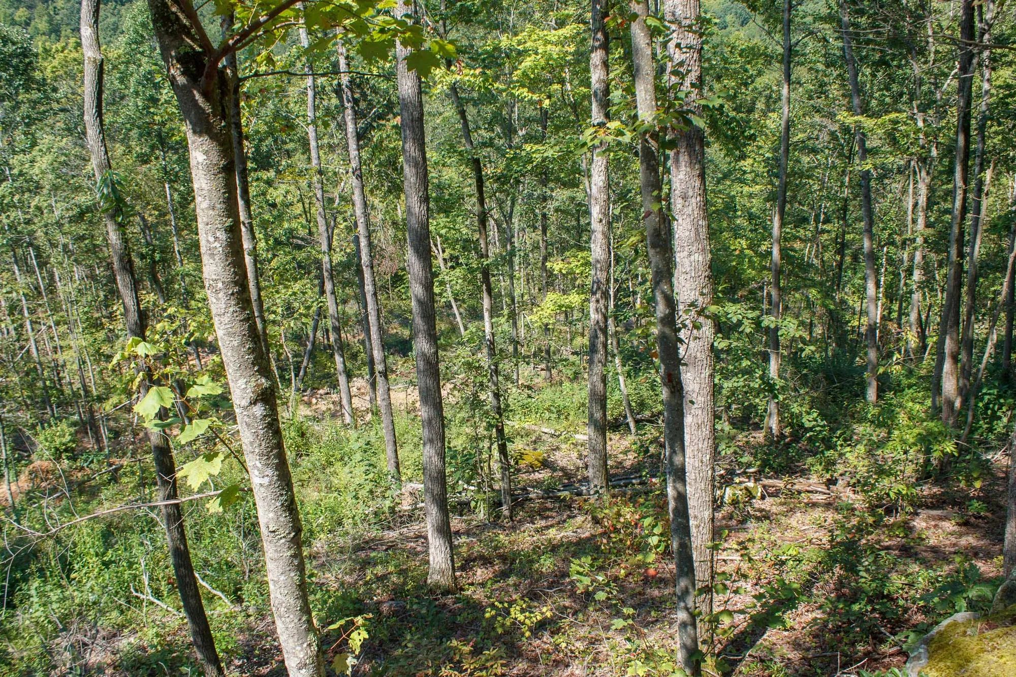 Wounded Oak Tract 2 in Rockcastle County, KY