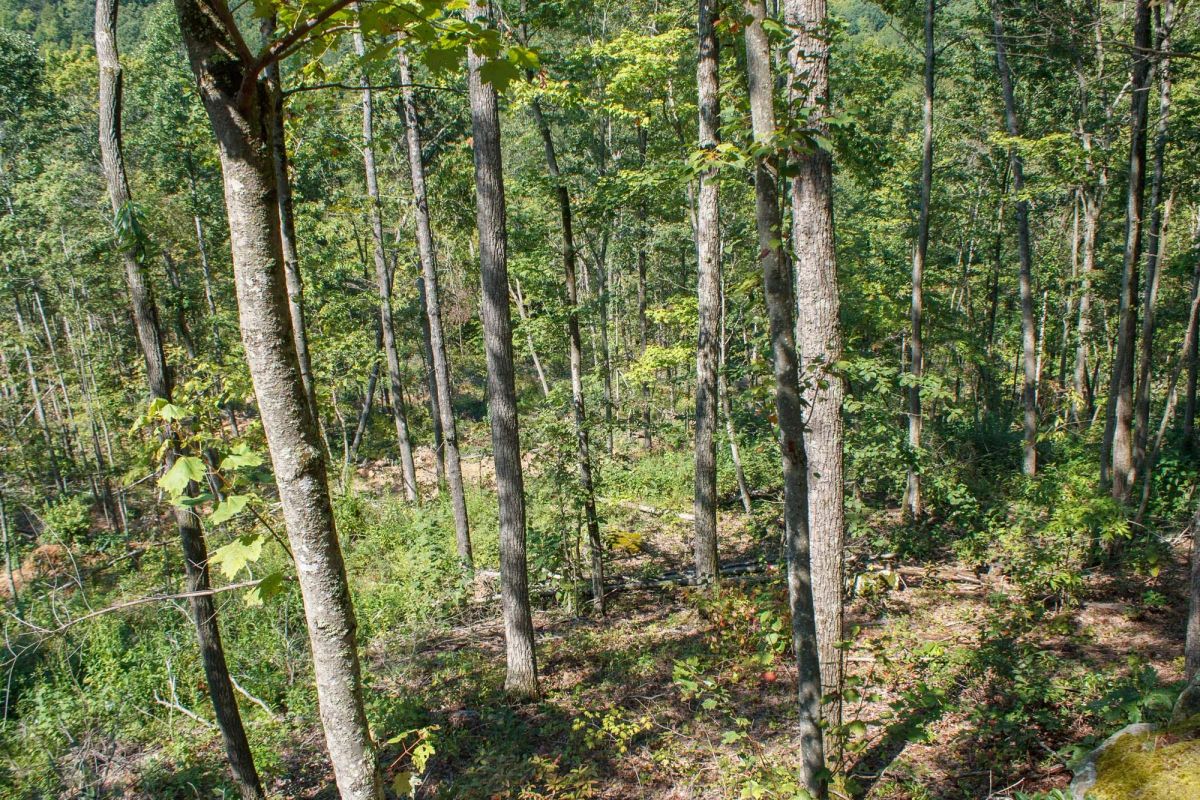 Wounded Oak Tract 2 - Image 2