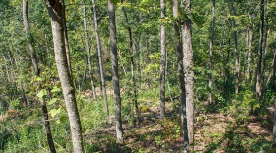 Wounded Oak Tract 2 in Rockcastle County, KY