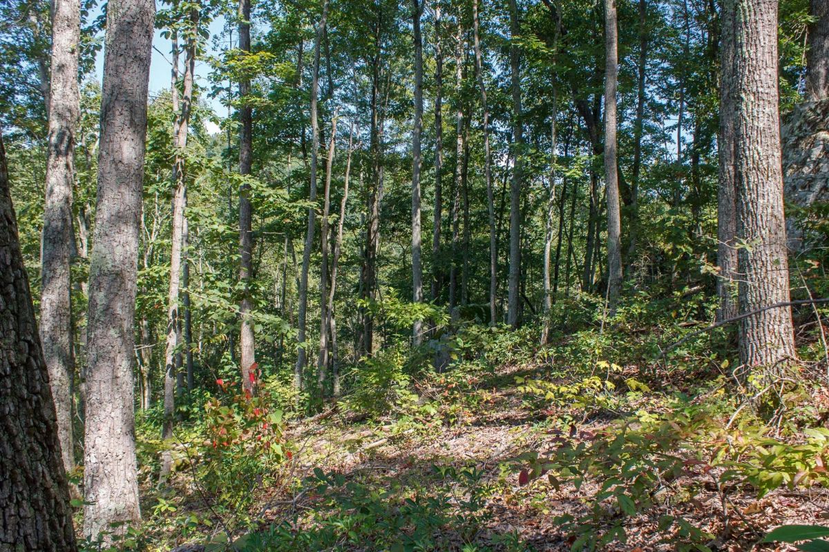 Wounded Oak Tract 2 - Image 4