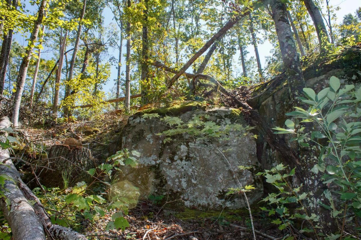 Decorative background for Wounded Oak Tract 2 image 5