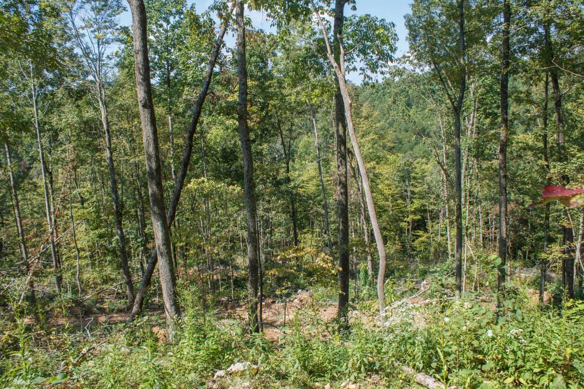Decorative background for Wounded Oak Tract 2 image 7