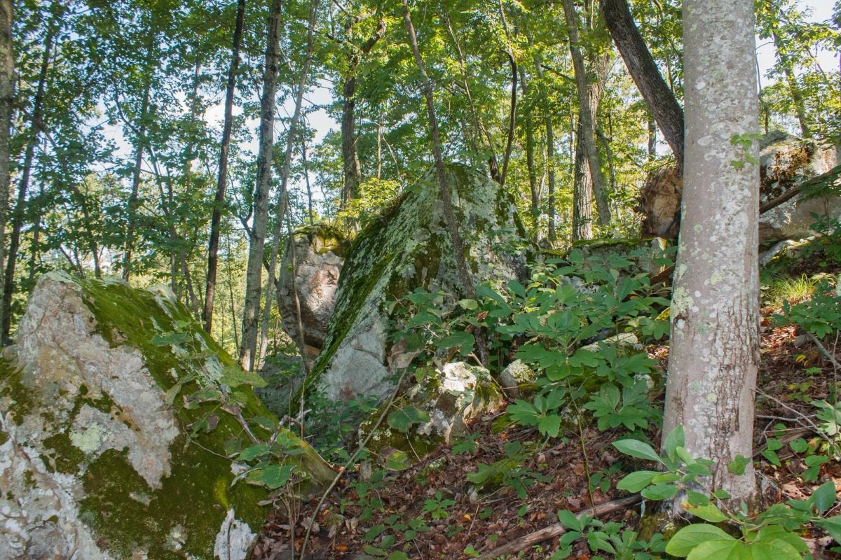 Decorative background for Wounded Oak Tract 2 image 8