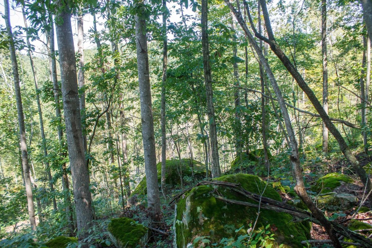Decorative background for Wounded Oak Tract 2 image 9