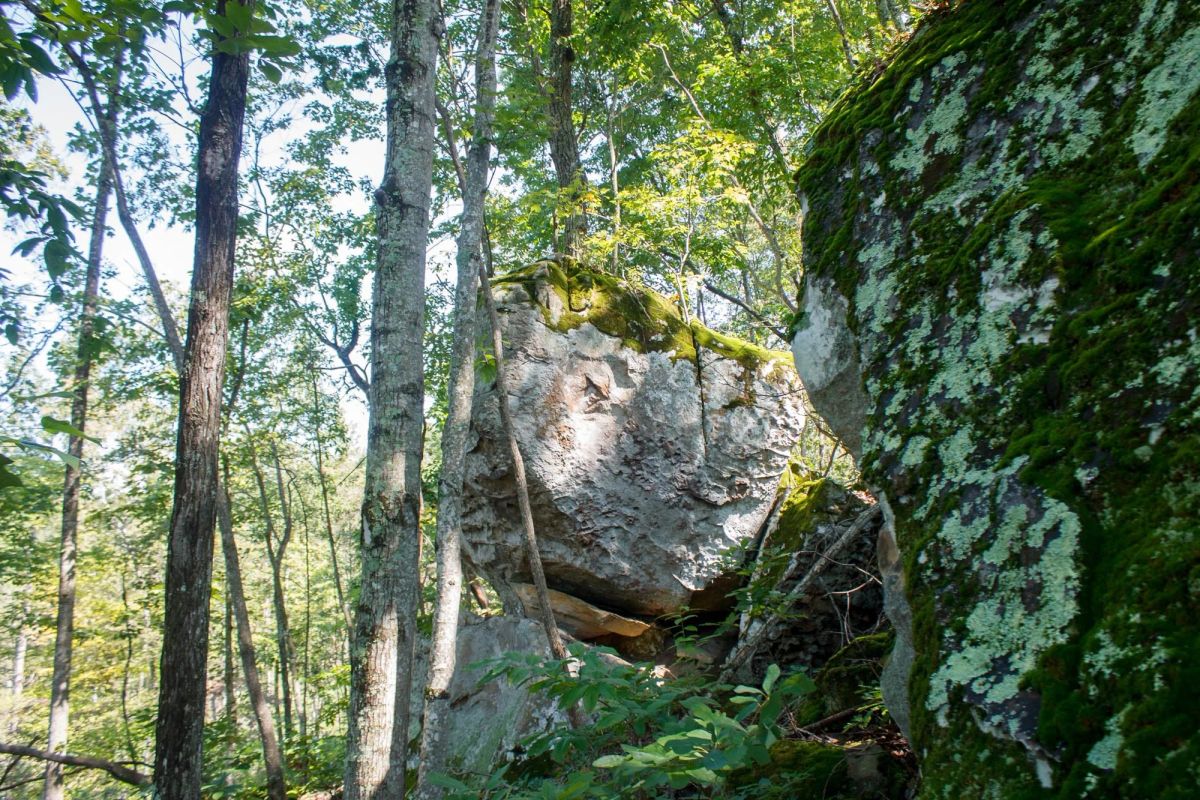 Decorative background for Wounded Oak Tract 2 image 10
