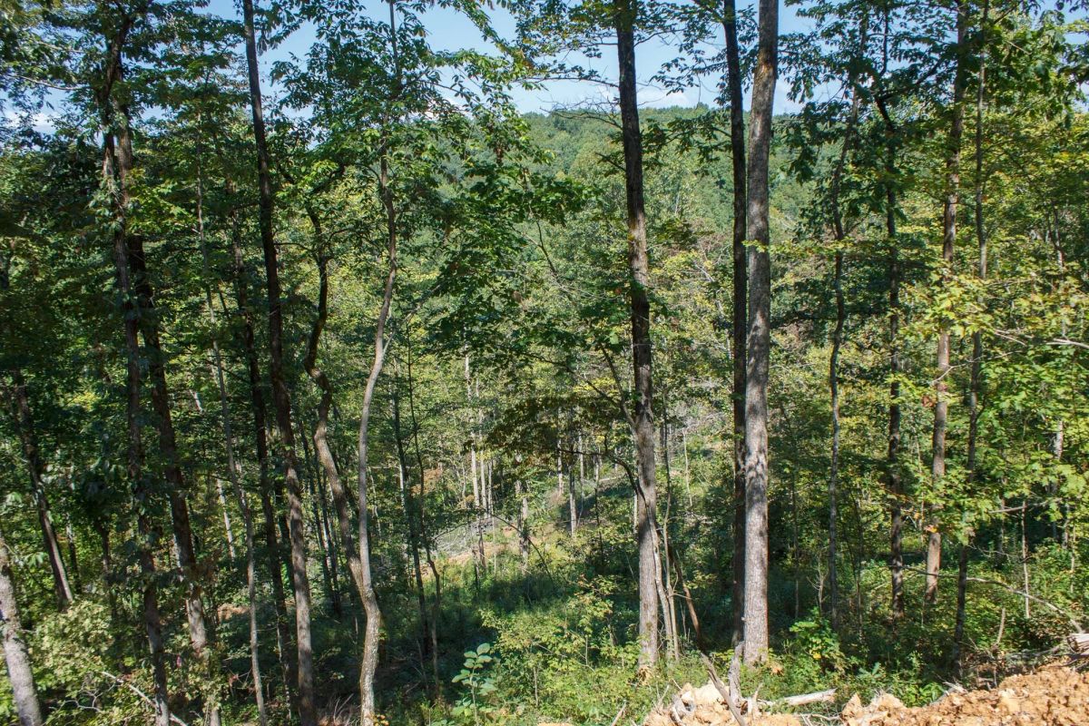 Decorative background for Wounded Oak Tract 2 image 11