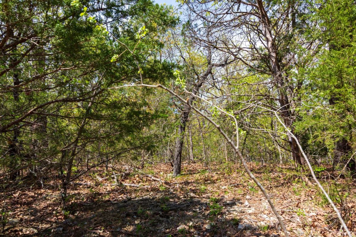 Decorative background for Autumnwood Tract 10 image 5