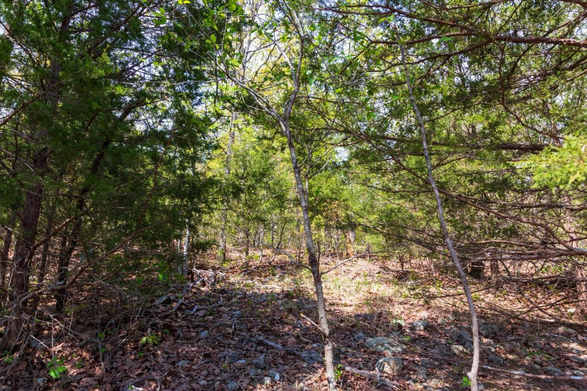 Decorative background for Autumnwood Tract 10 image 6